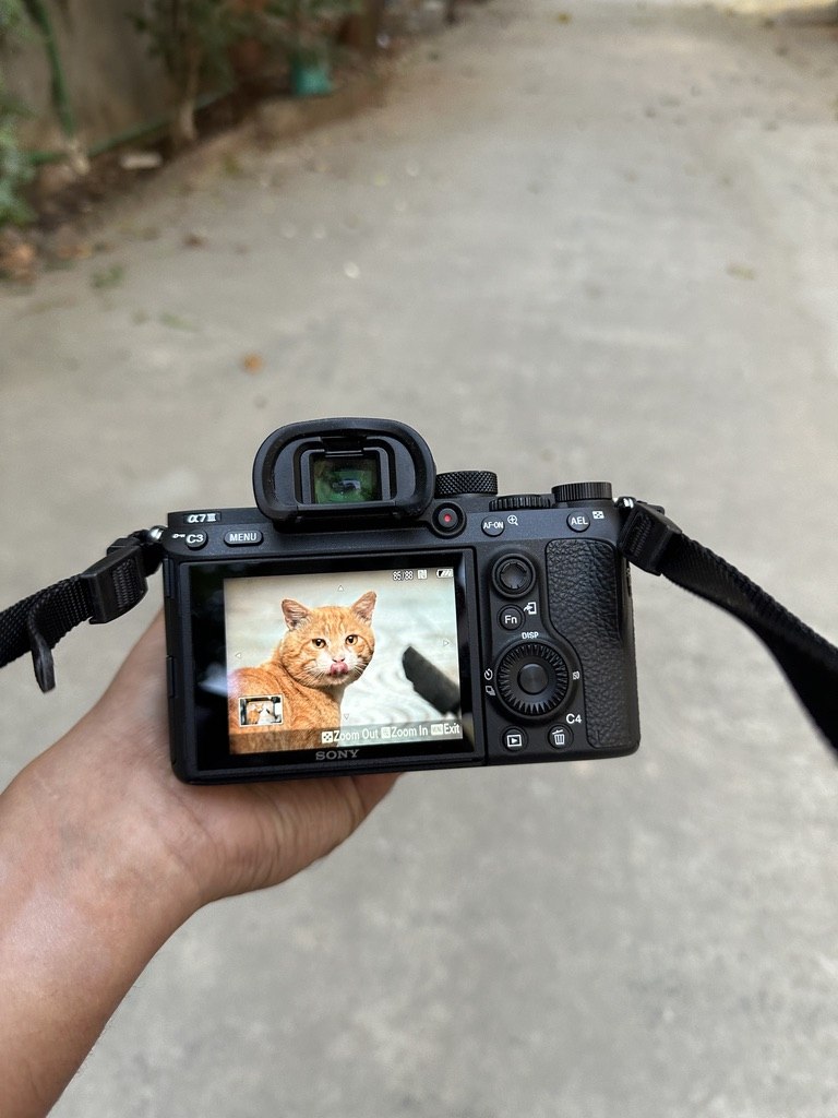 The ginger cat photograph displayed on the back of a Sony camera.