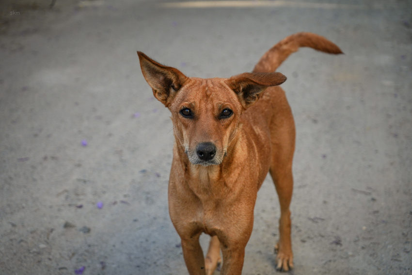 A close portrait of a brown dog looking towards the camera.