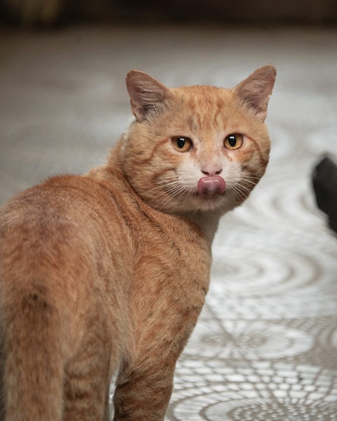 A ginger and white cat looking towards the camera with its tongue curled over its nose.