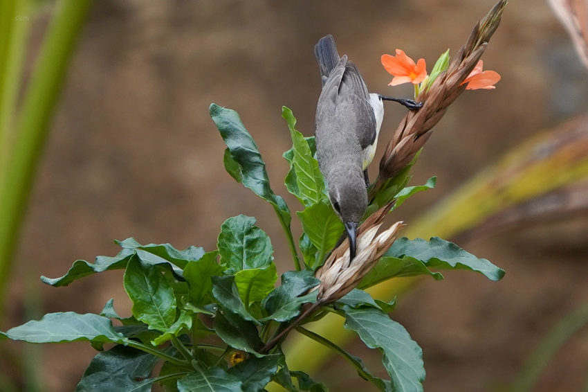 A small bird perched among bright green leaves and flowers.