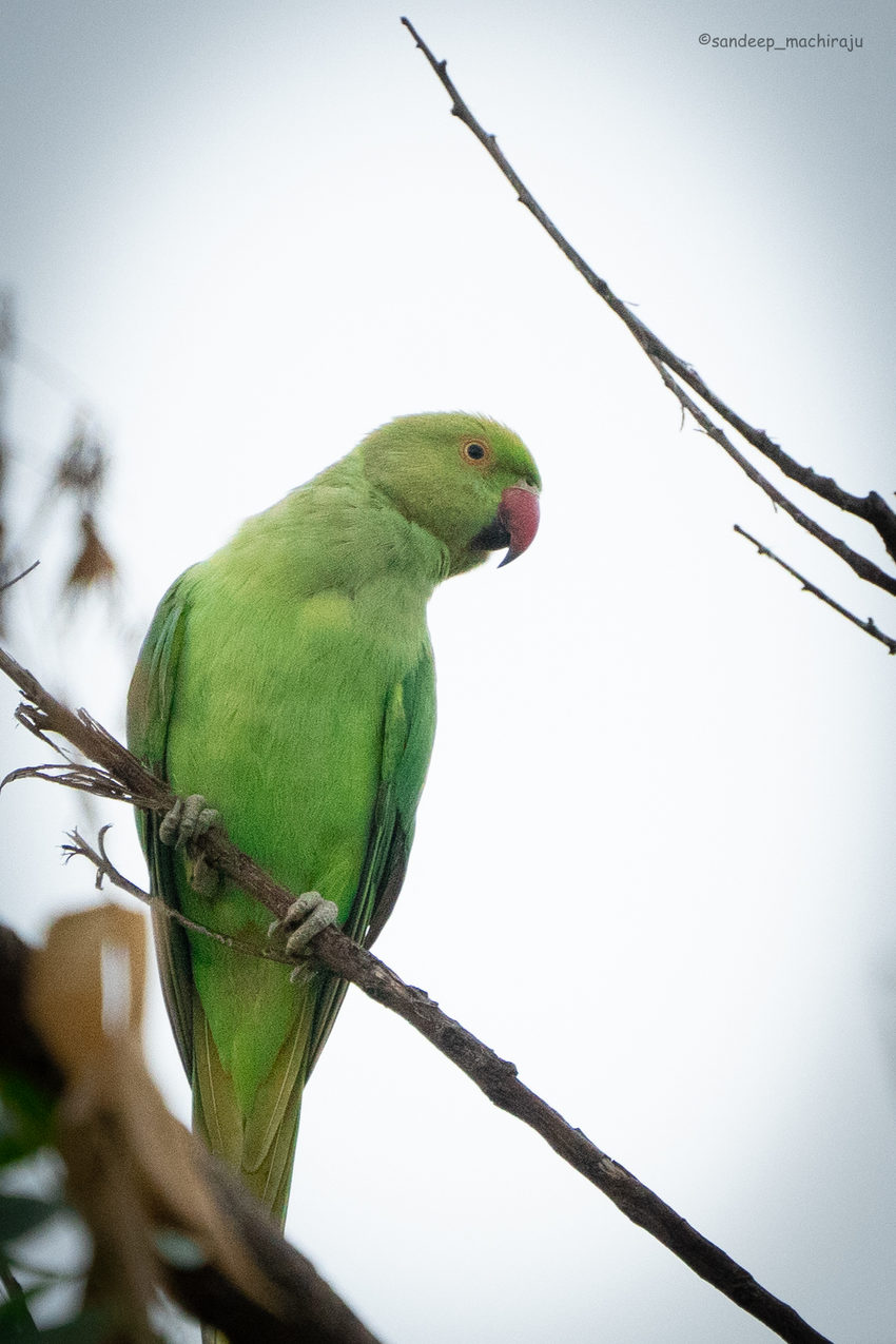 A green parrot perched among leafy branches.