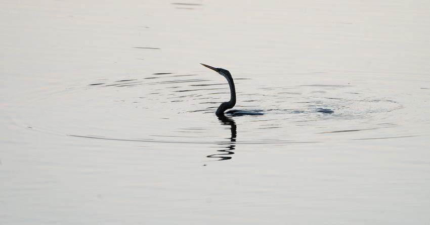 A dark waterbird and its reflection on a pale, rippling lake.
